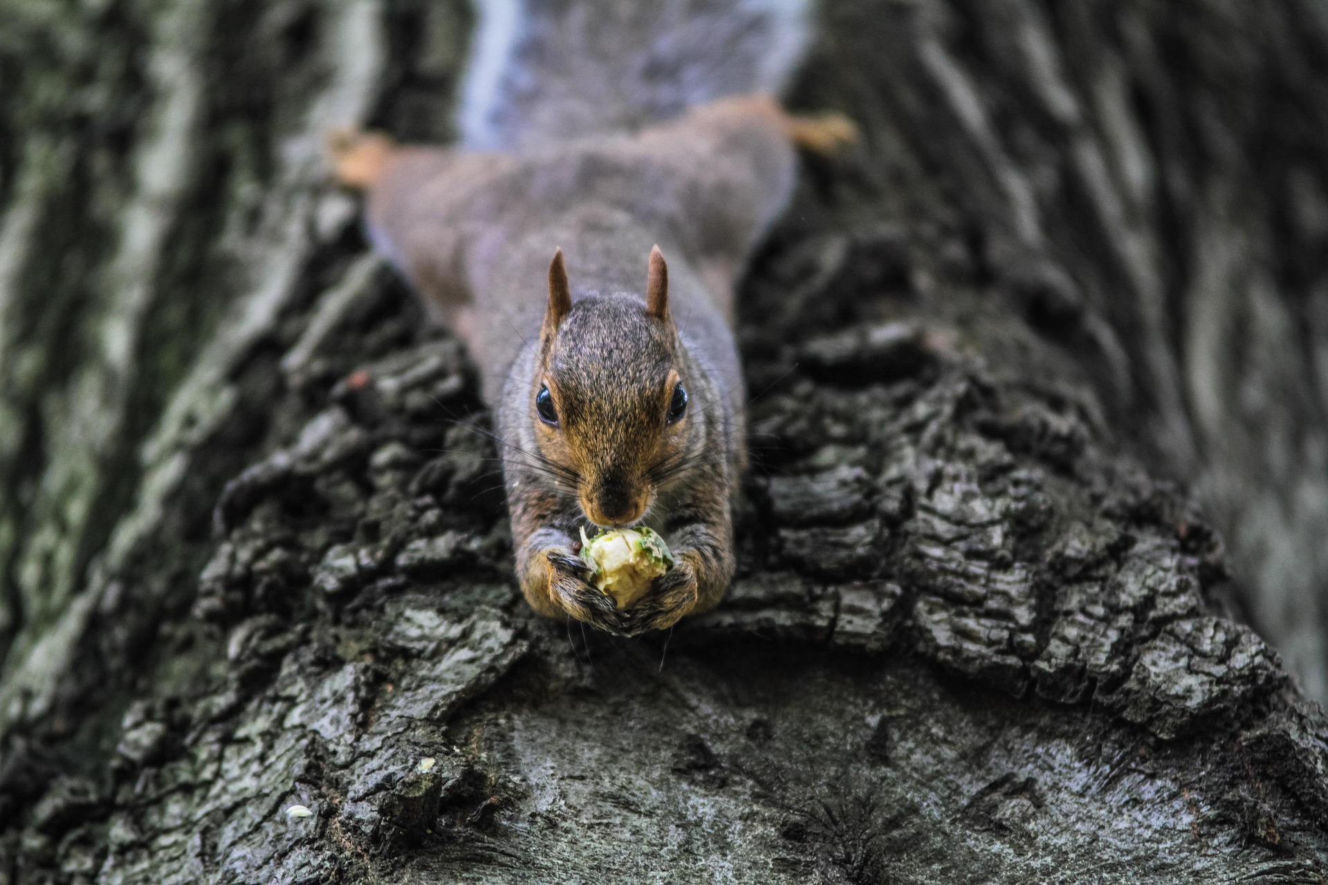 A squirrel holds a nut as it lays on a tree trunk