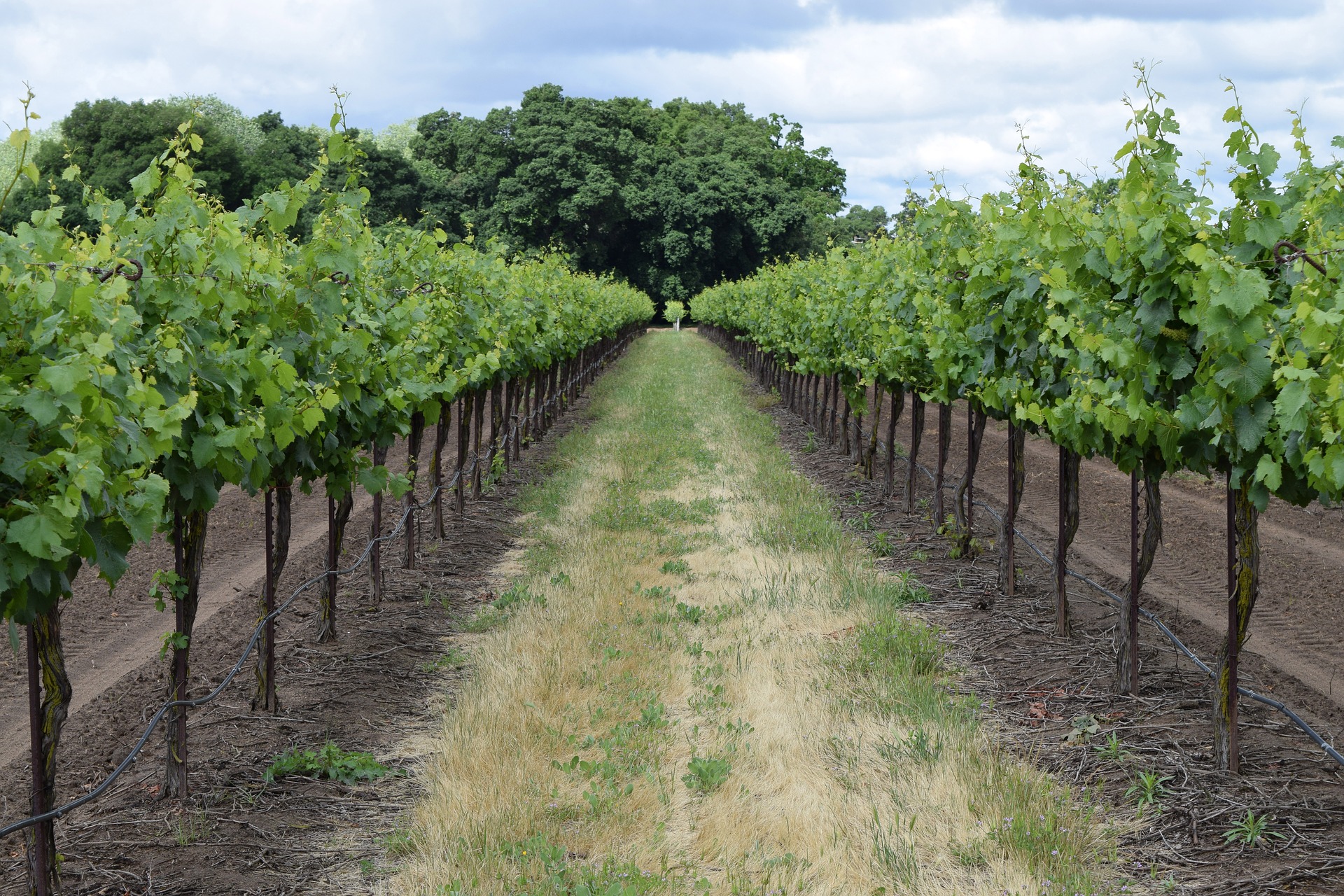 A grass path cutting through two rows of small trees.