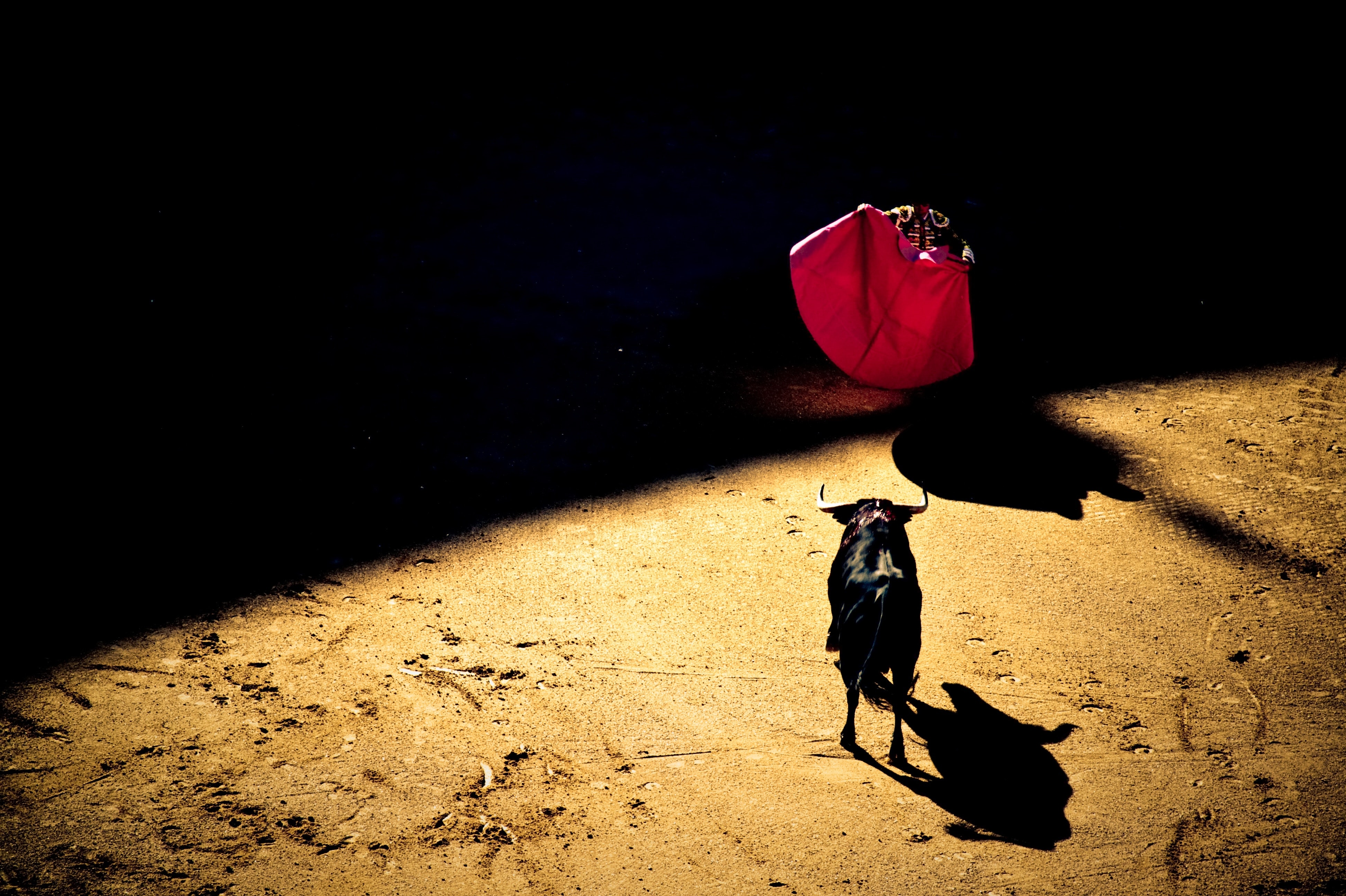 A man holds a red cape while a bull stands in front of him